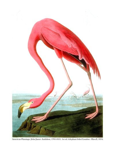 American Flamingo, 1834 by John James Audubon